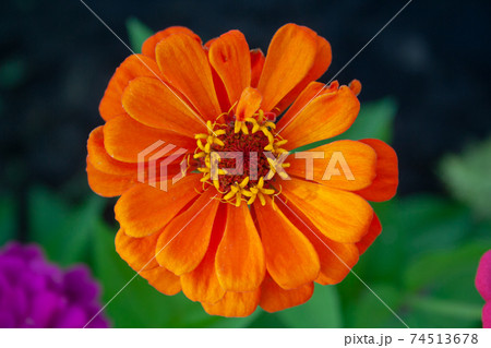 Red zinnia close up 74513678