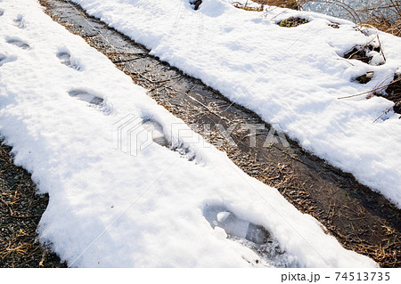 積もった雪の上にできた足跡と車の轍 74513735