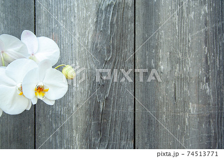White orchid White orchid 74513771