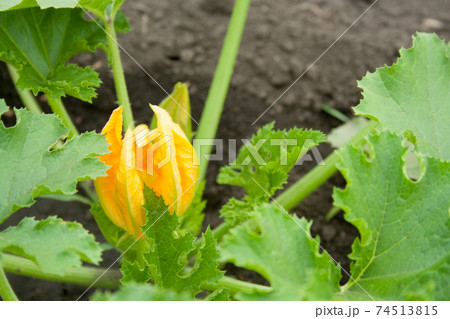 Flowering unripened vegetable marrow 74513815