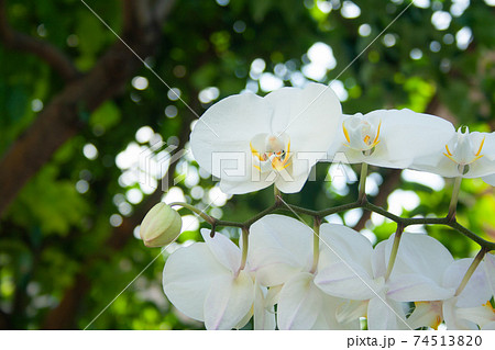 White orchid 74513820