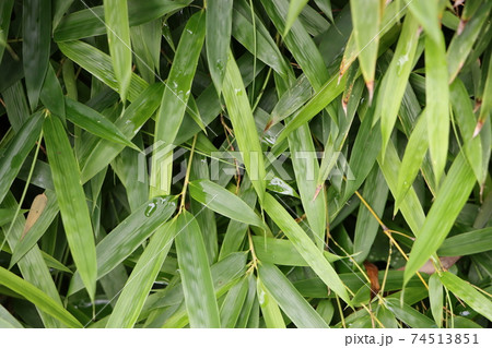 垣根にしている笹の葉のクローズアップ 垣根にしている笹の葉のクローズアップ 74513851