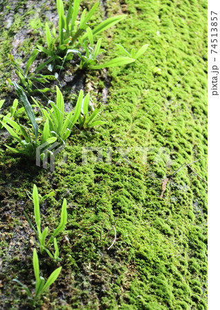 木の寄生植物 74513857