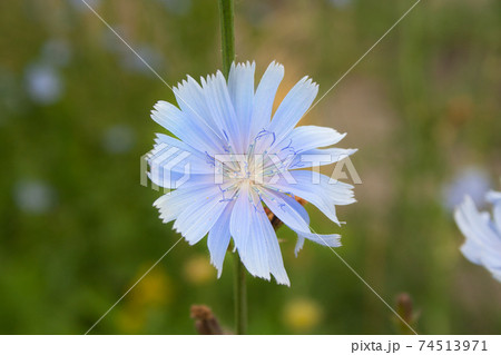 Close up chicory flowers 74513971