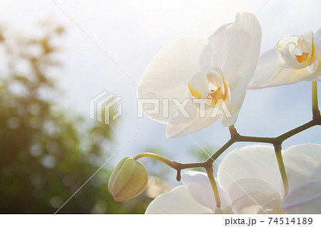 White orchid on sun White orchid on sun 74514189