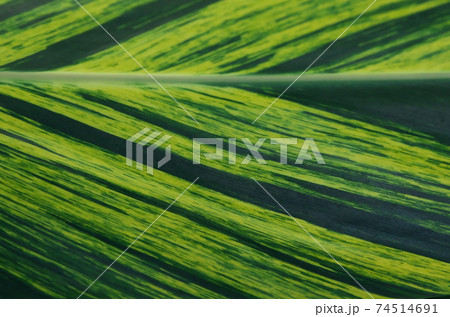 キフゲットウの葉 74514691