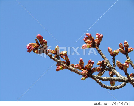 稲毛海岸駅前の河津桜のもう直ぐ咲く河津桜の蕾 74514759