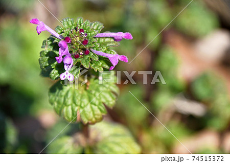 ホトケノザ（仏の座） 74515372