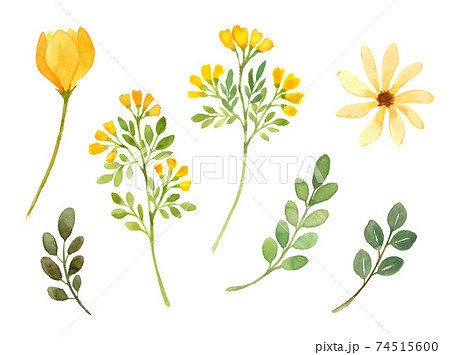 黄色い花と葉っぱの水彩イラストのイラスト素材