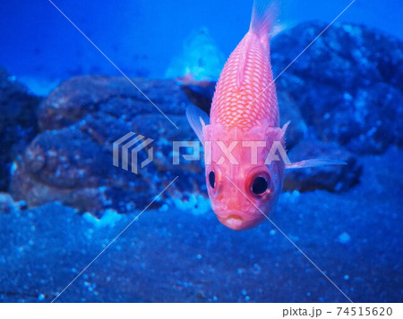 ピンク色の魚の正面 74515620