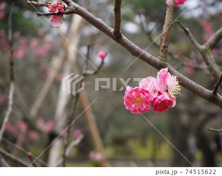 一足先に咲いた梅の花 一足先に咲いた梅の花 74515622