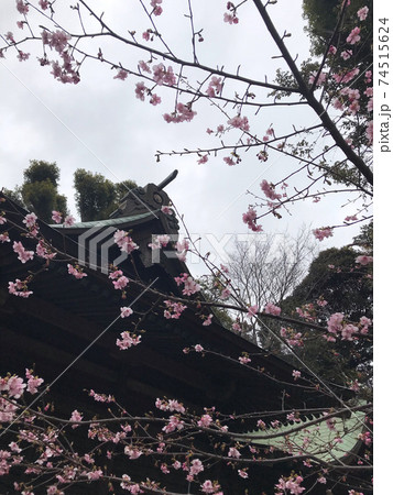 神社の境内の河津桜が咲き始めた 74515624