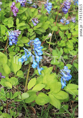 エゾエンゴサク 74515815