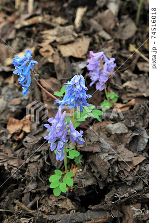 エゾエンゴサク 74516018