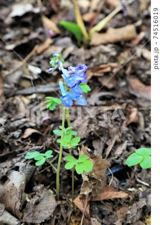 エゾエンゴサク 74516019