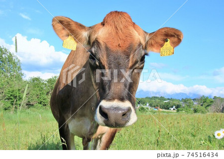 ジャージー牛 ジャージー牛 74516434