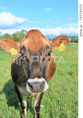 ジャージー牛 ジャージー牛 74516435
