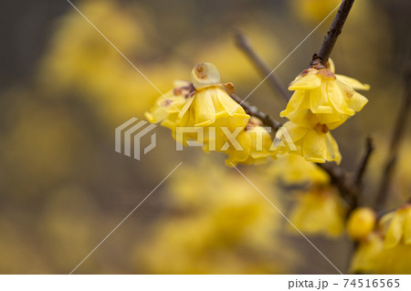 蝋梅の花のクローズアップ 蝋梅の花のクローズアップ 74516565