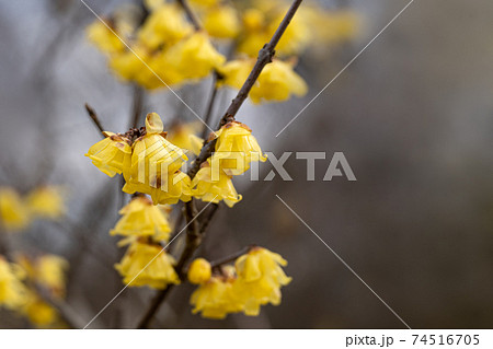 冬の花、蝋梅 74516705