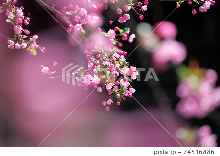 ハナカイドウ 74516886