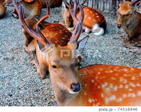 鹿 奈良県 奈良公園 鹿 奈良県 奈良公園 74516946