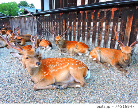 鹿　奈良県　奈良公園　 74516947