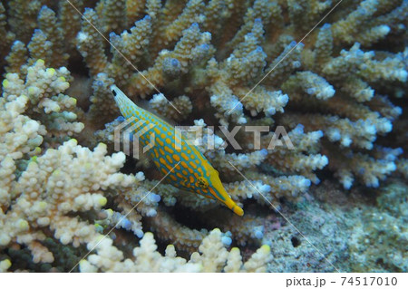 テングカワハギ 沖縄の海の写真素材