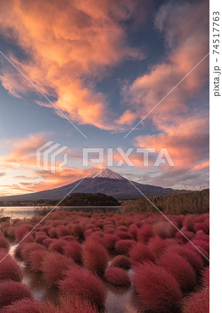 富士山とコキア 74517763