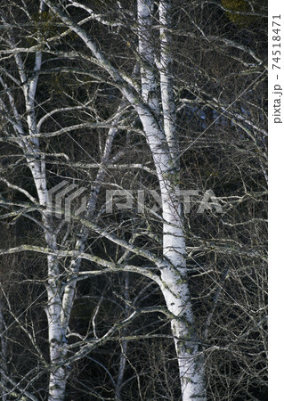 シラカバ林 74518471