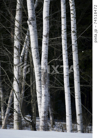 シラカバ林 74518472