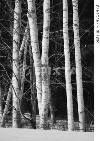 シラカバ林 シラカバ林 74518473