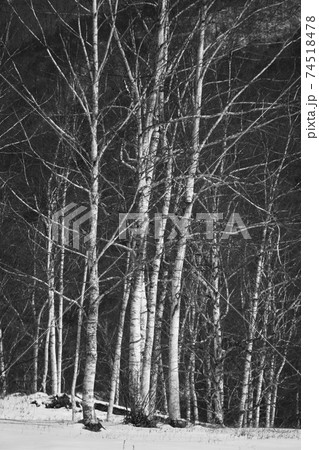 シラカバ林 74518478