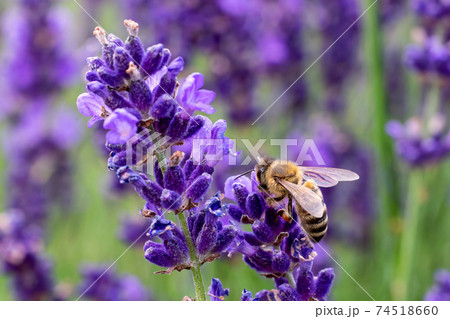The bee pollinates the lavender flowers. The bee pollinates the lavender flowers. 74518660
