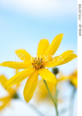 9月の彼岸 青空に黄色いキクイモの花が咲くの写真素材