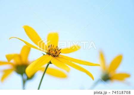 9月の青空に 黄色いキクイモの花が鮮やかに咲くの写真素材