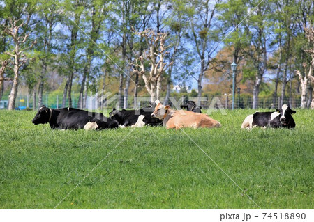 北海道の牧場・ホルスタイン牛・ジャージー牛 北海道の牧場・ホルスタイン牛・ジャージー牛 74518890