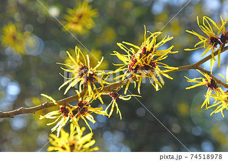 マンサクの花の写真素材