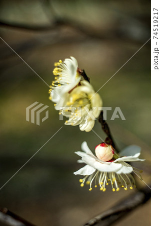 クラシックレンズで撮影した白梅の林 74519217