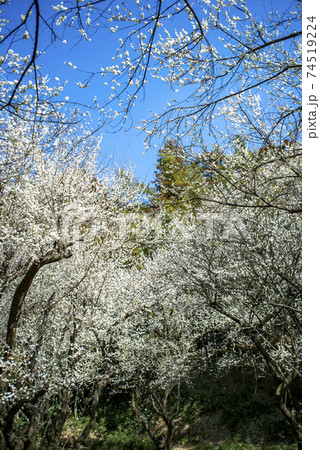 クラシックレンズで撮影した白梅の林 74519224