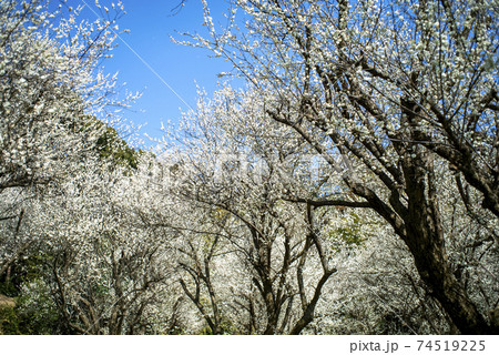 クラシックレンズで撮影した白梅の林 74519225