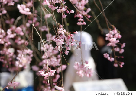 SAKURA Wedding 74519258
