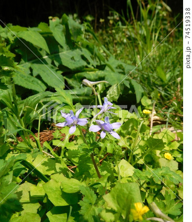 小石川植物園のセリバヒエンソウ 74519338