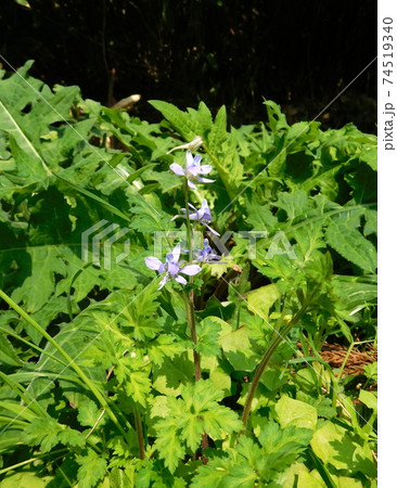 小石川植物園のセリバヒエンソウ 74519340