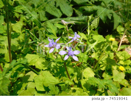 小石川植物園のセリバヒエンソウ 74519341