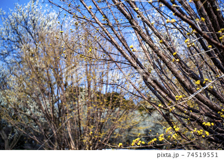 武蔵の国の野に白梅と黄色い山茱萸の花が咲く 武蔵の国の野に白梅と黄色い山茱萸の花が咲く 74519551