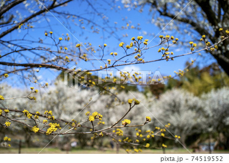 武蔵の国の野に白梅と黄色い山茱萸の花が咲く 武蔵の国の野に白梅と黄色い山茱萸の花が咲く 74519552