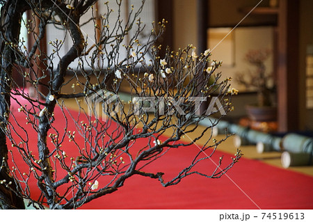長浜盆梅展 長浜盆梅展 74519613
