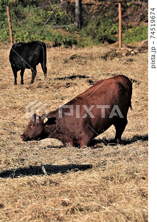 和牛 和牛 74519674