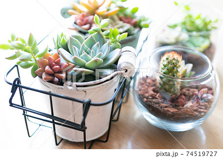 寄せ植えした多肉植物 寄せ植えした多肉植物 74519727