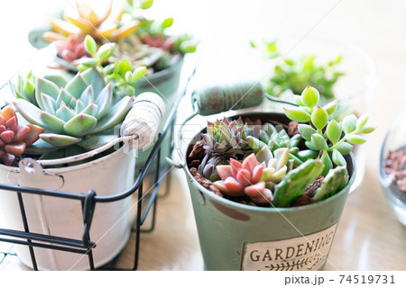 寄せ植えした多肉植物 寄せ植えした多肉植物 74519731